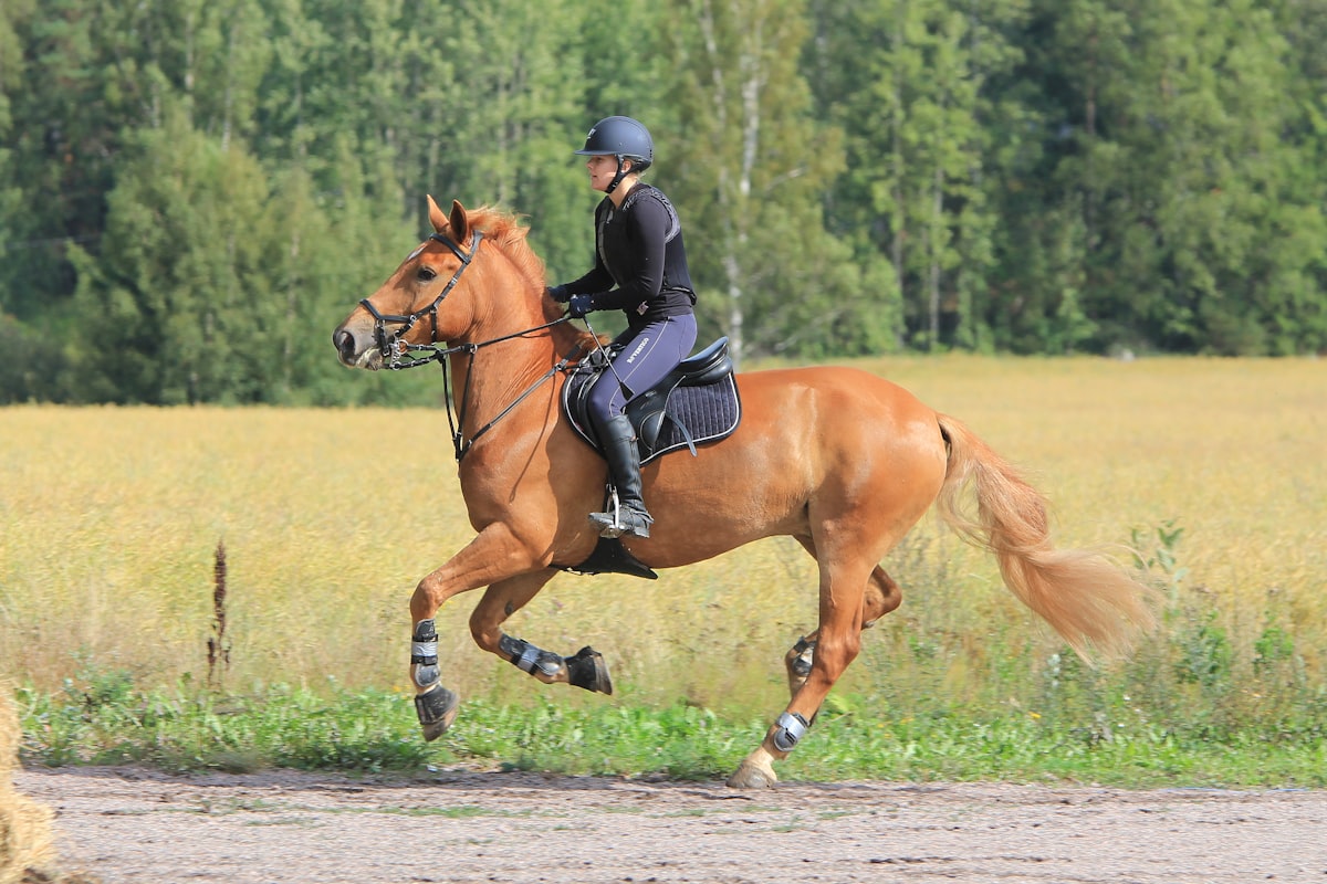 Rider in the field on a chestnut horse, dark boots and leather tack